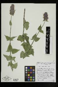 Agastache urticifolia var. urticifolia image