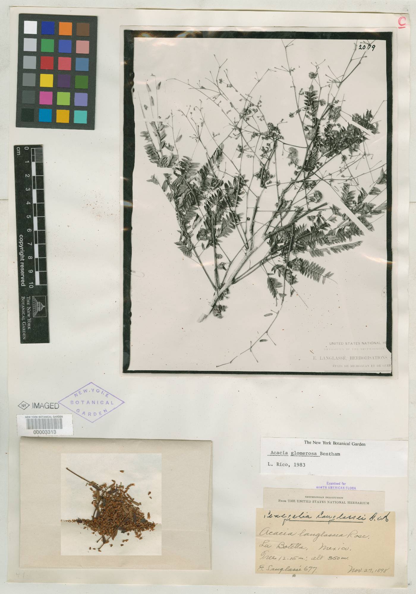 Senegalia polyphylla image