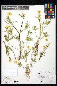 Ranunculus acriformis var. montanensis image
