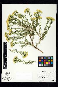 Chrysothamnus viscidiflorus subsp. lanceolatus image