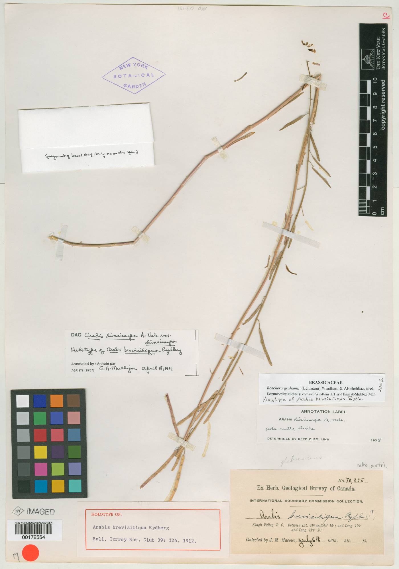 Boechera divaricarpa image