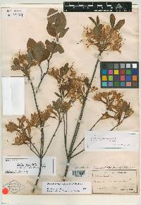 Azalea prinophylla image