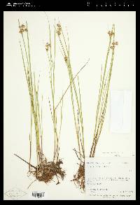 Juncus nodosus image