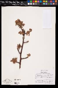 Bursera glabrifolia image