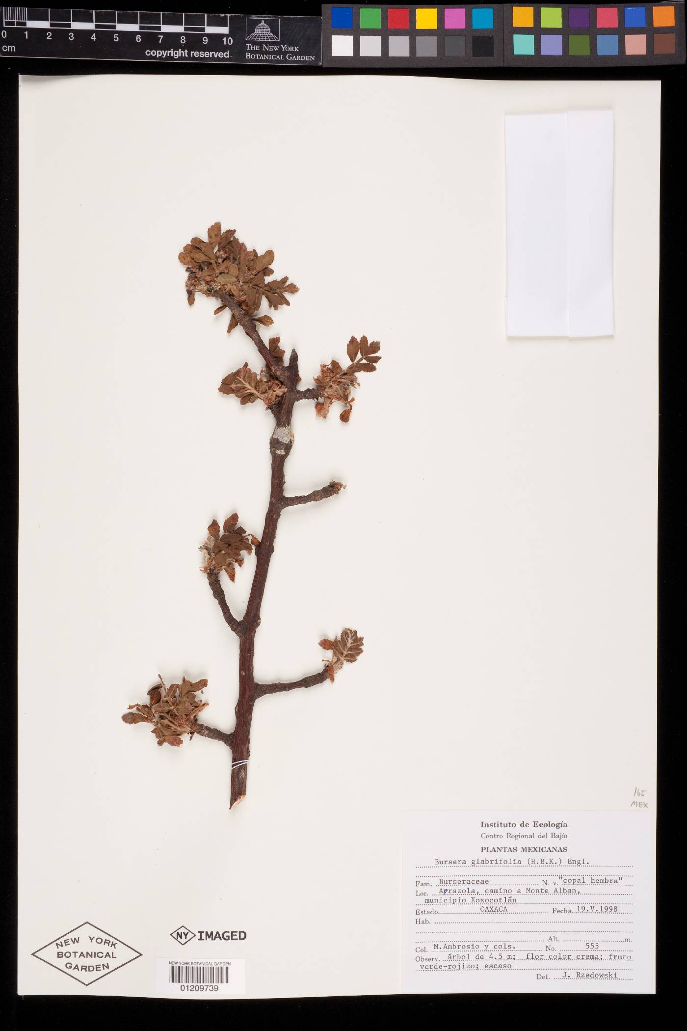 Bursera glabrifolia image