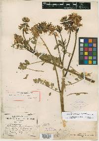 Media resource of Jonesiella mearnsii