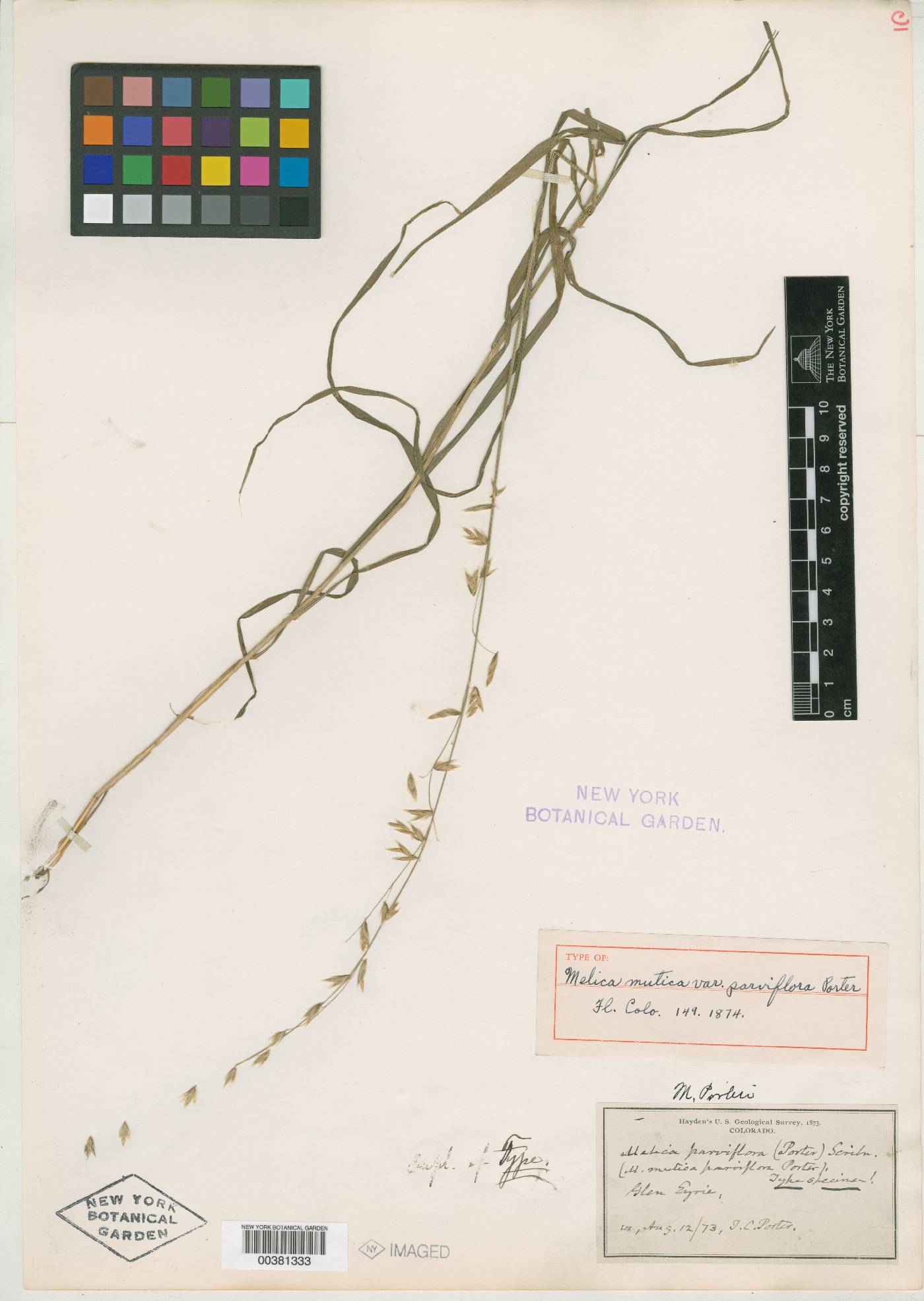 Melica mutica var. parviflora image