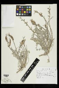 Astragalus amphioxys var. amphioxys image