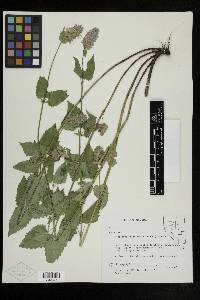 Agastache urticifolia image