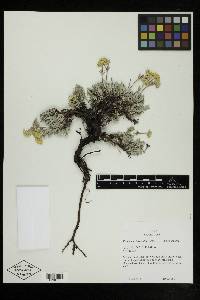 Eriogonum sphaerocephalum image