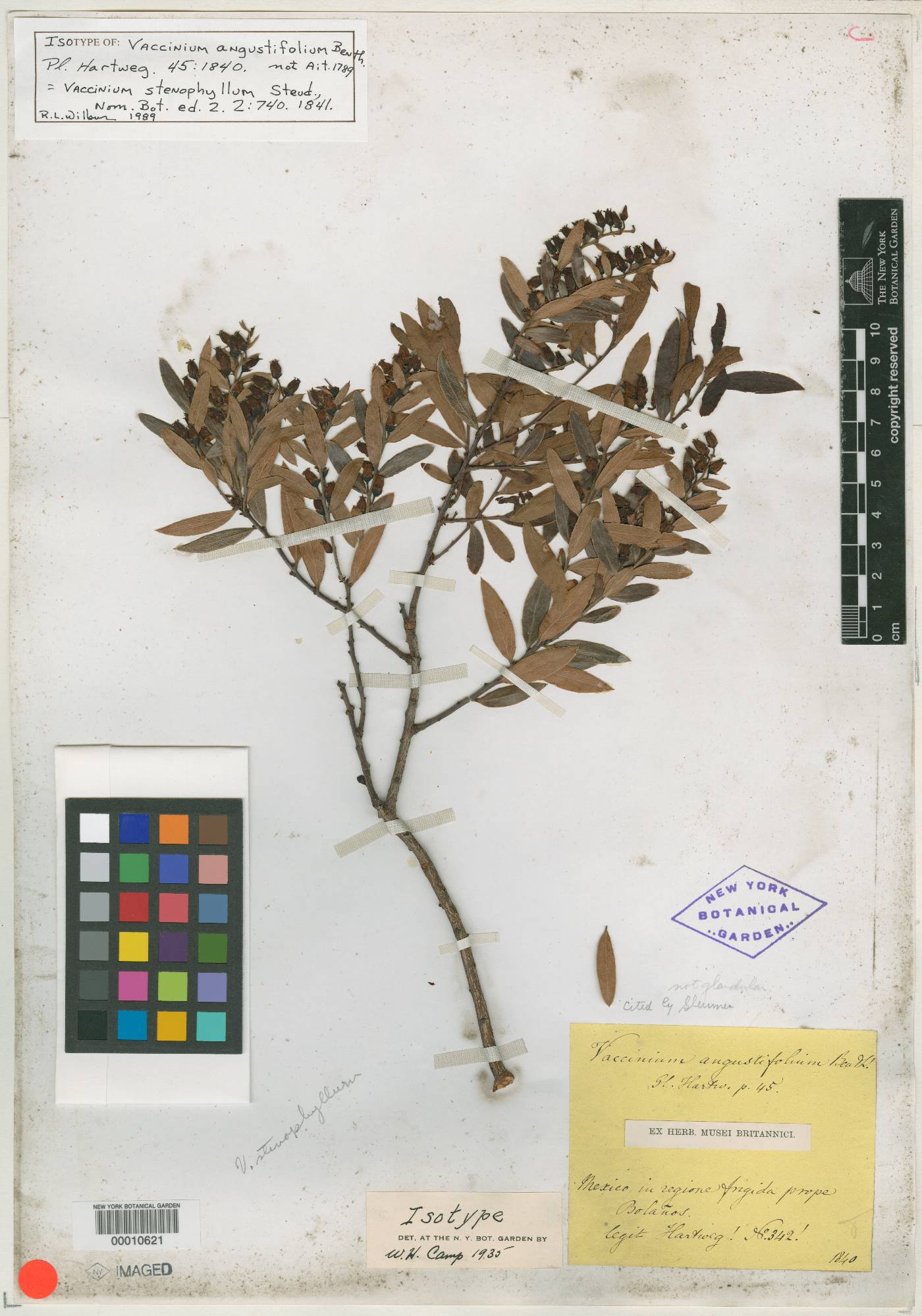 Vaccinium angustifolium image