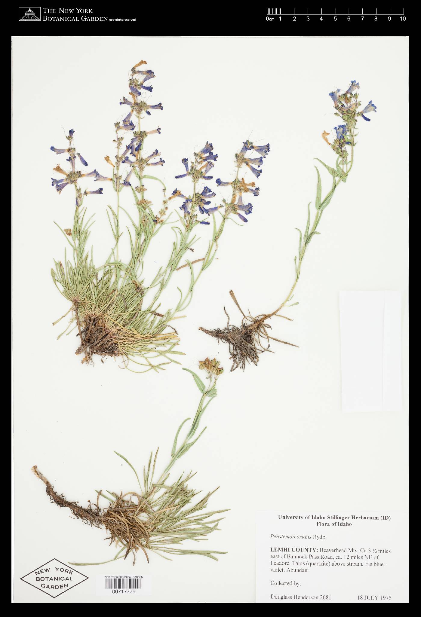 Penstemon aridus image