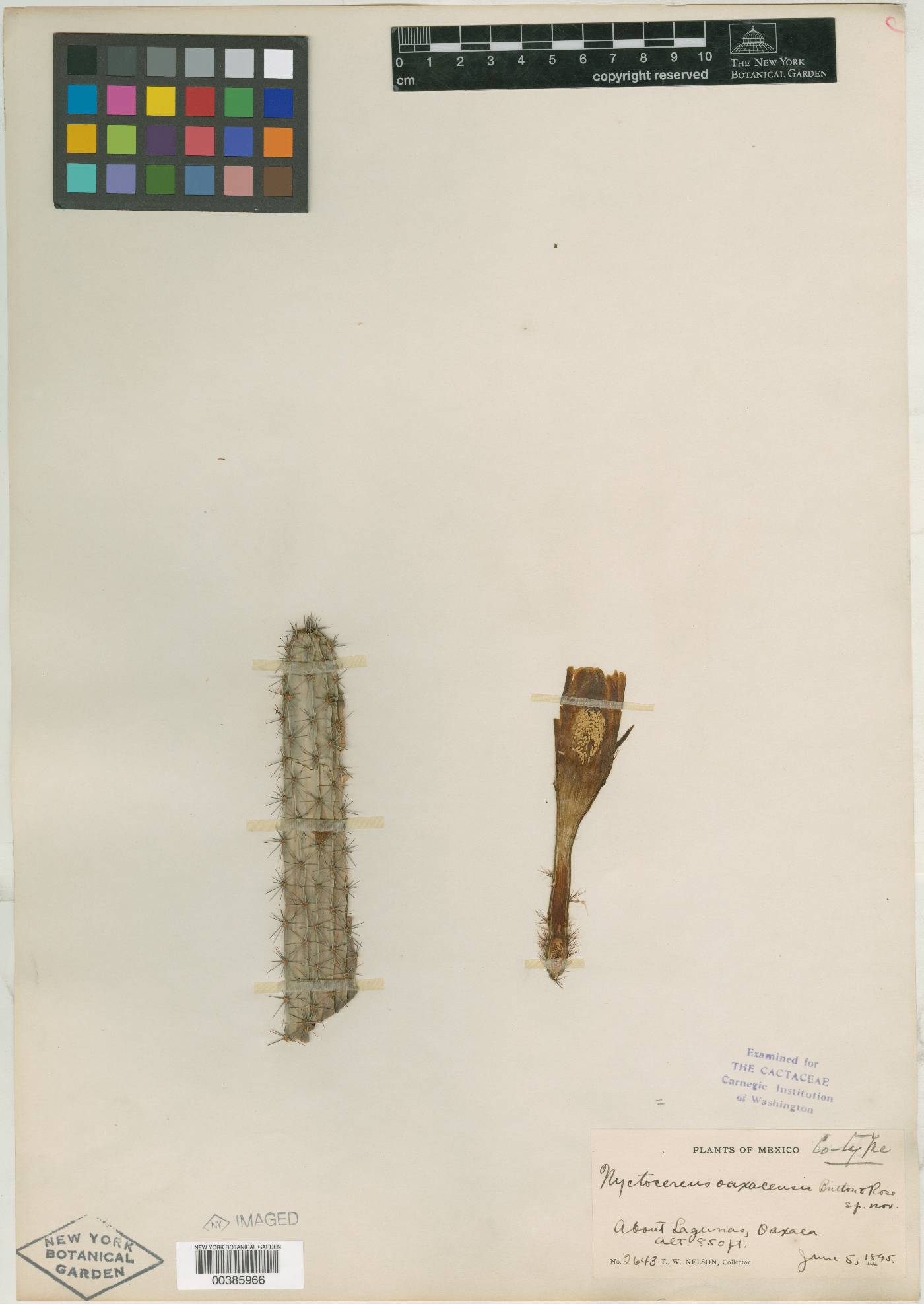 Peniocereus oaxacensis image