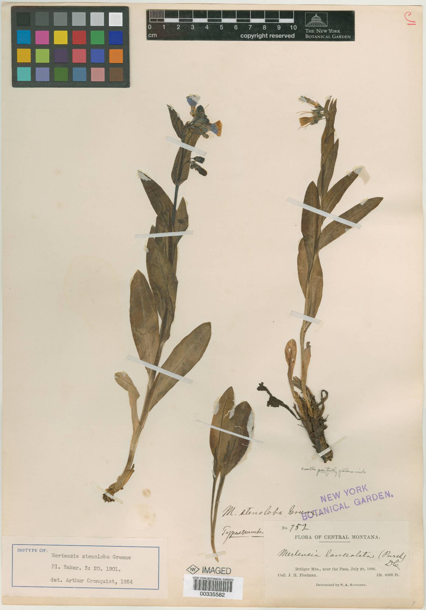 Mertensia stenoloba image