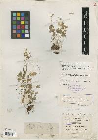 Oxalis dimidiata image