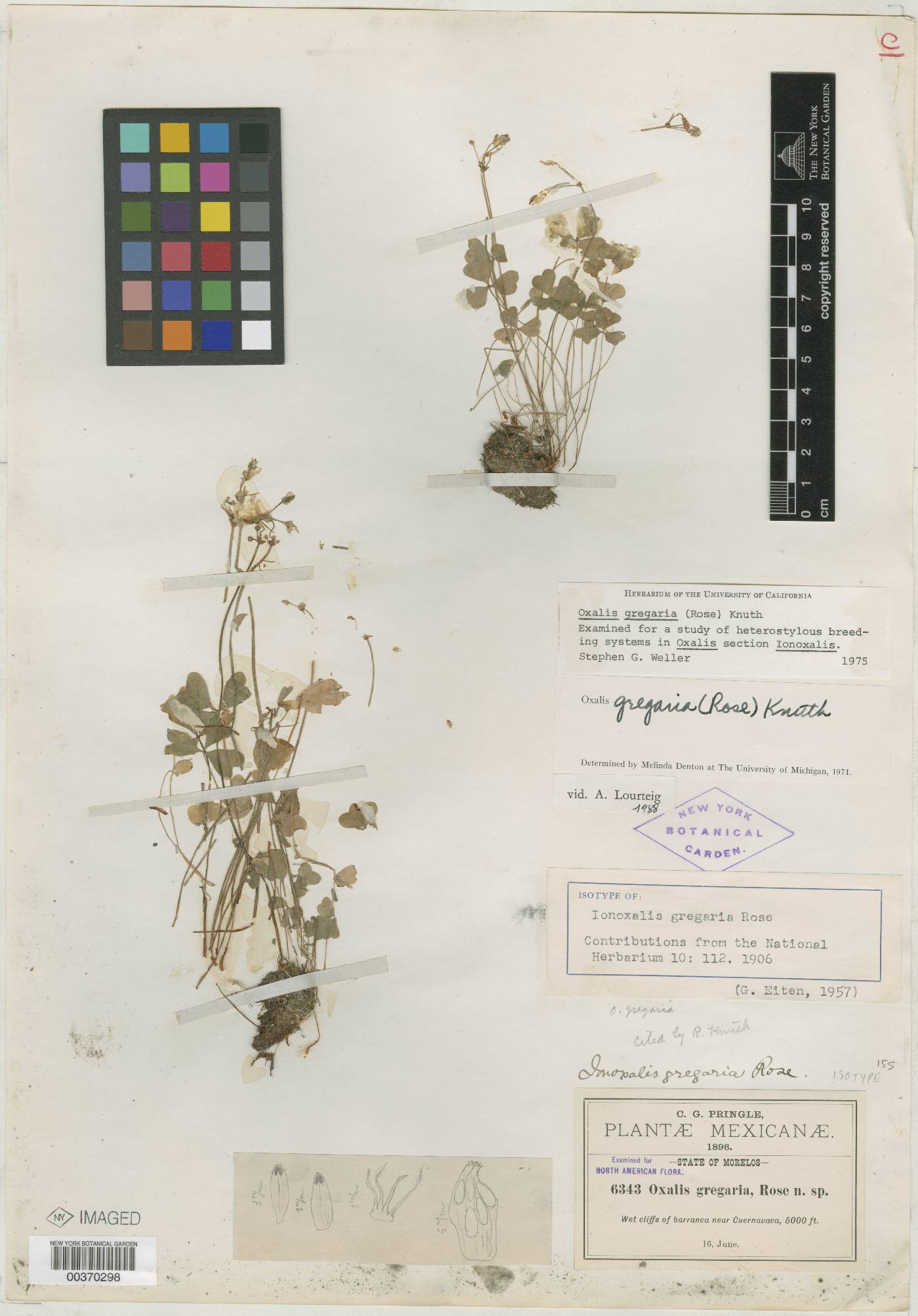 Oxalis dimidiata image