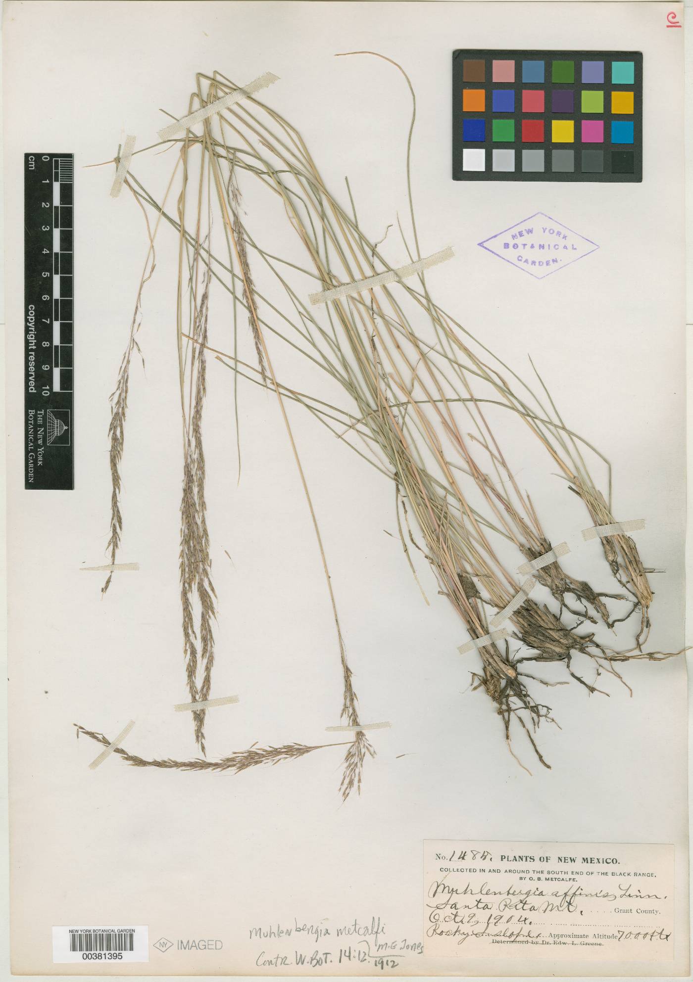 Muhlenbergia metcalfi image