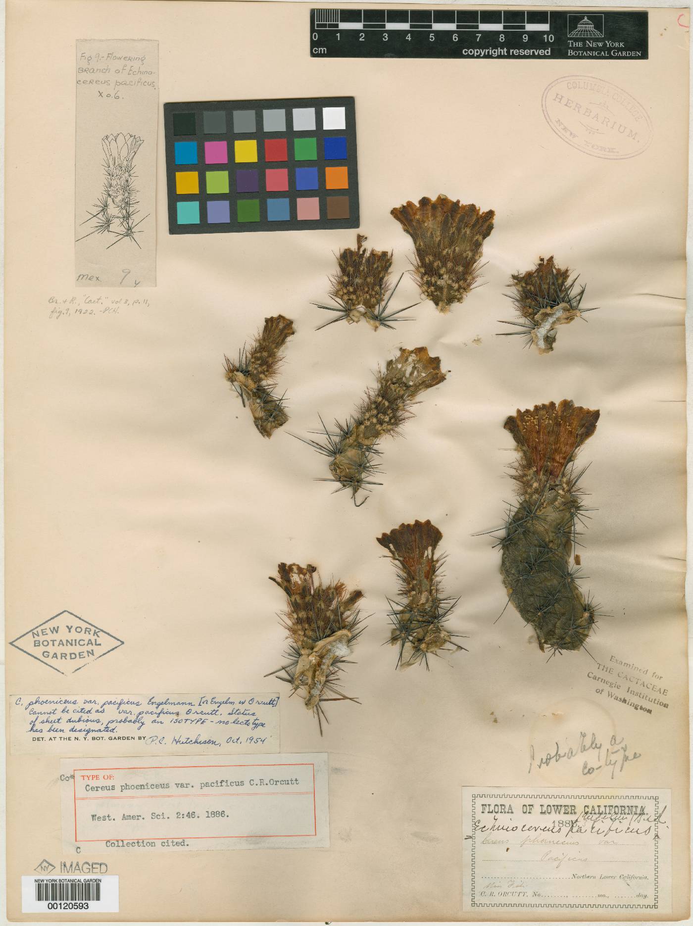 Echinocereus polyacanthus image