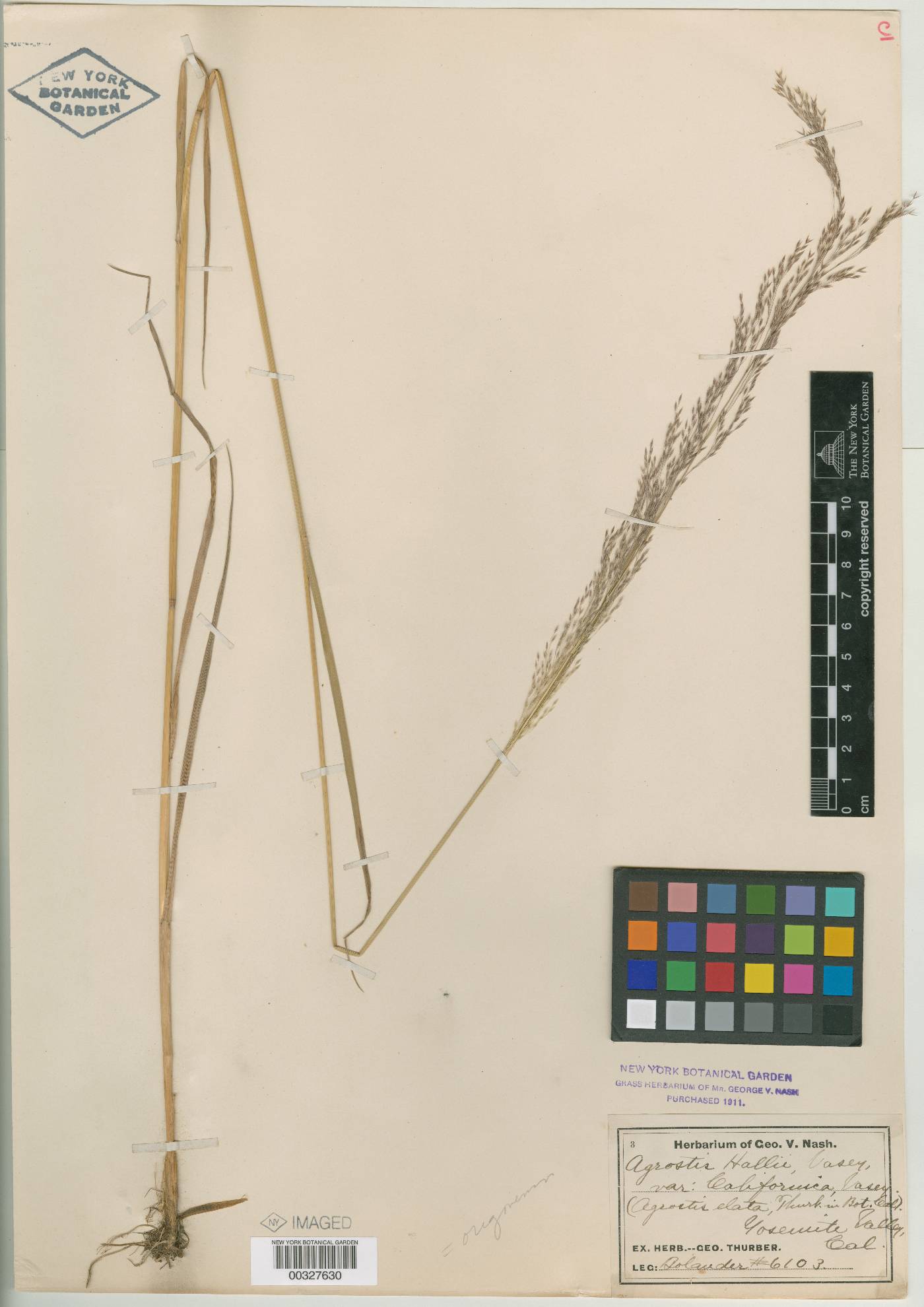 Agrostis hallii var. californica image