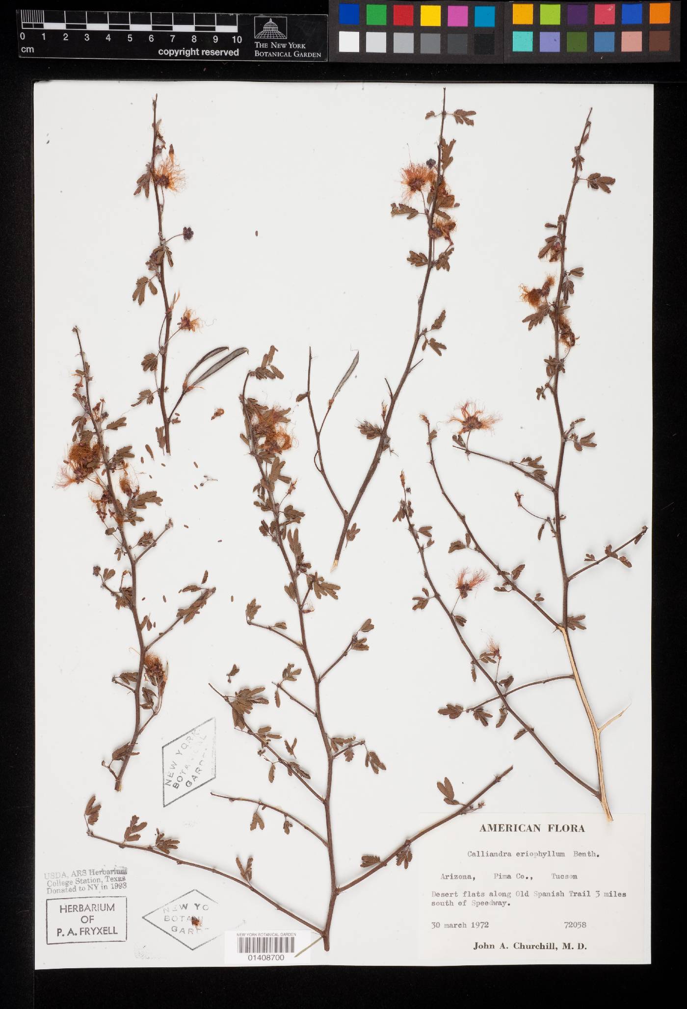 Calliandra eriophylla var. eriophylla image