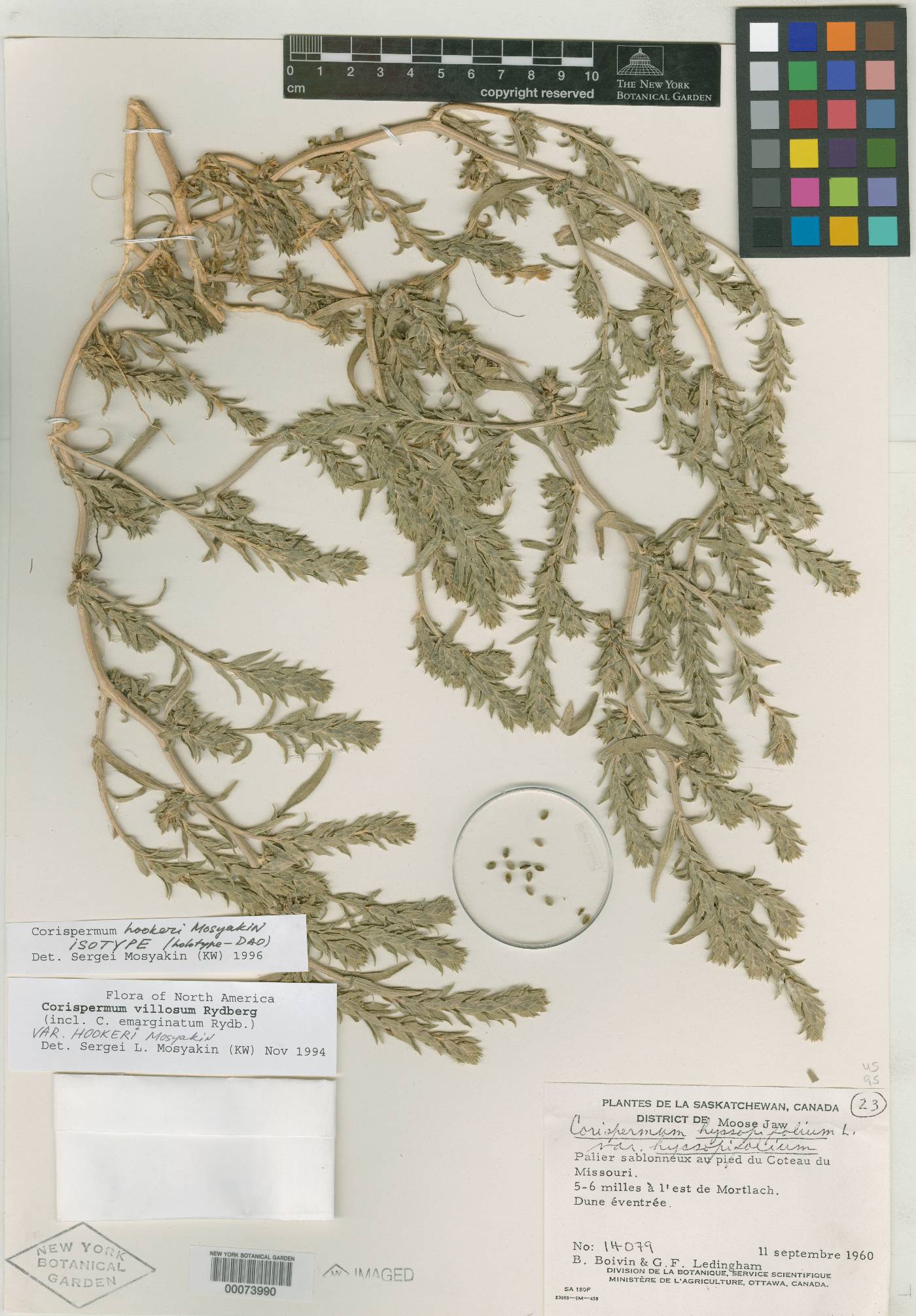 Corispermum hookeri image