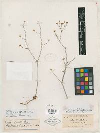 Oxytheca parishii image