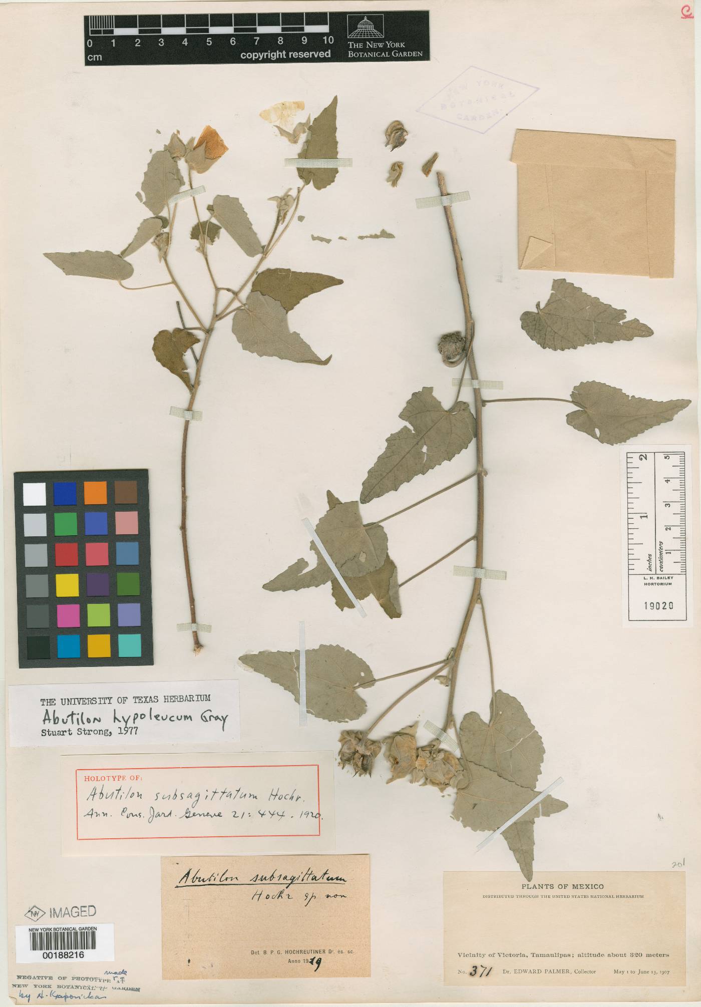 Abutilon hypoleucum image