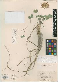 Trifolium owyheense image