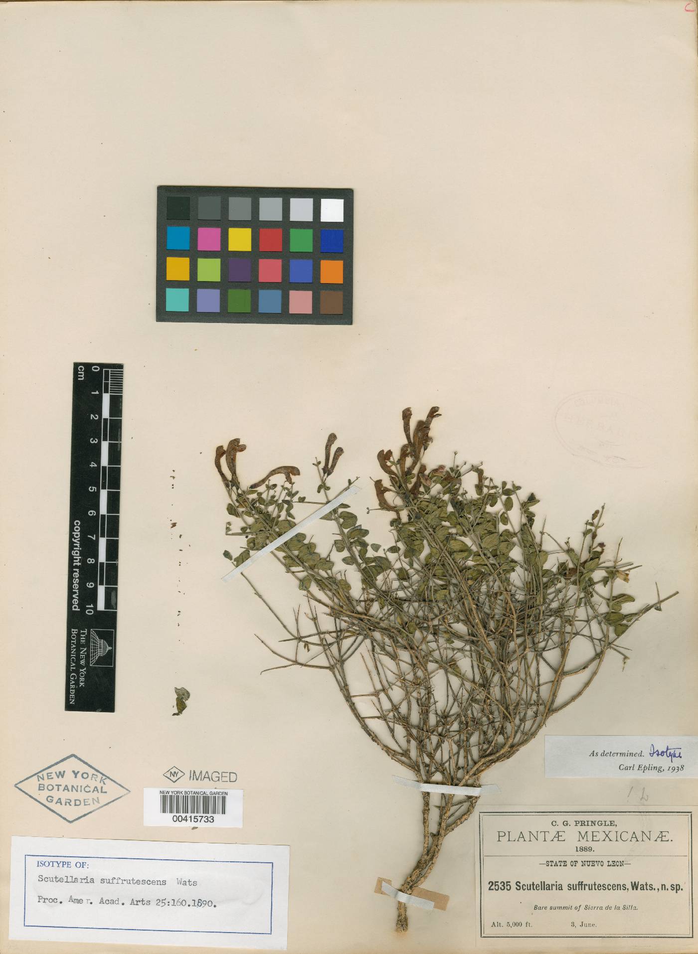 Scutellaria suffrutescens image