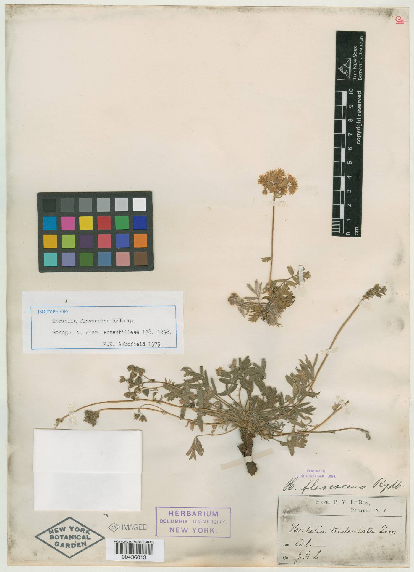 Horkelia flavescens image