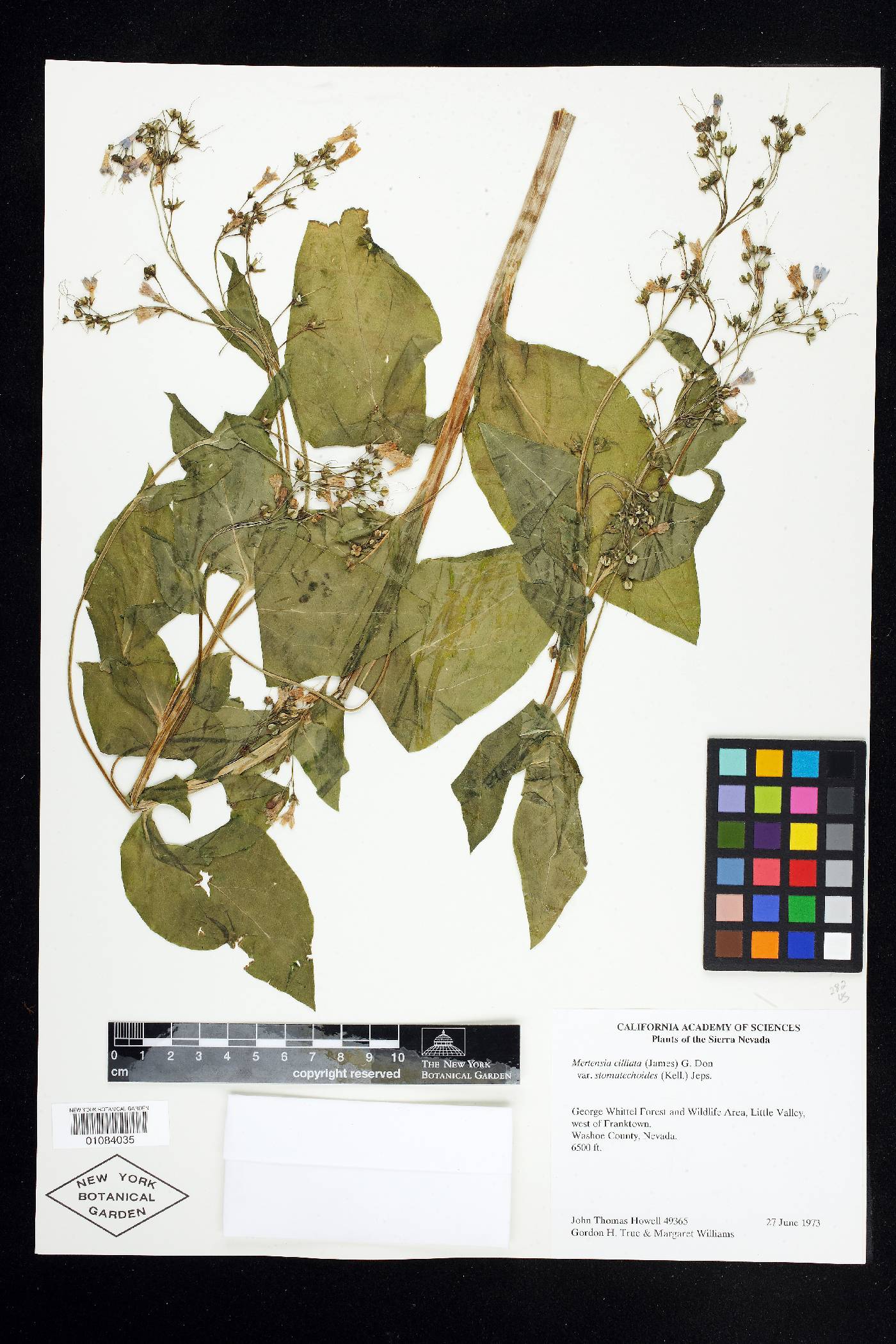 Mertensia stomatechoides image