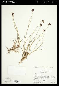 Juncus mertensianus image