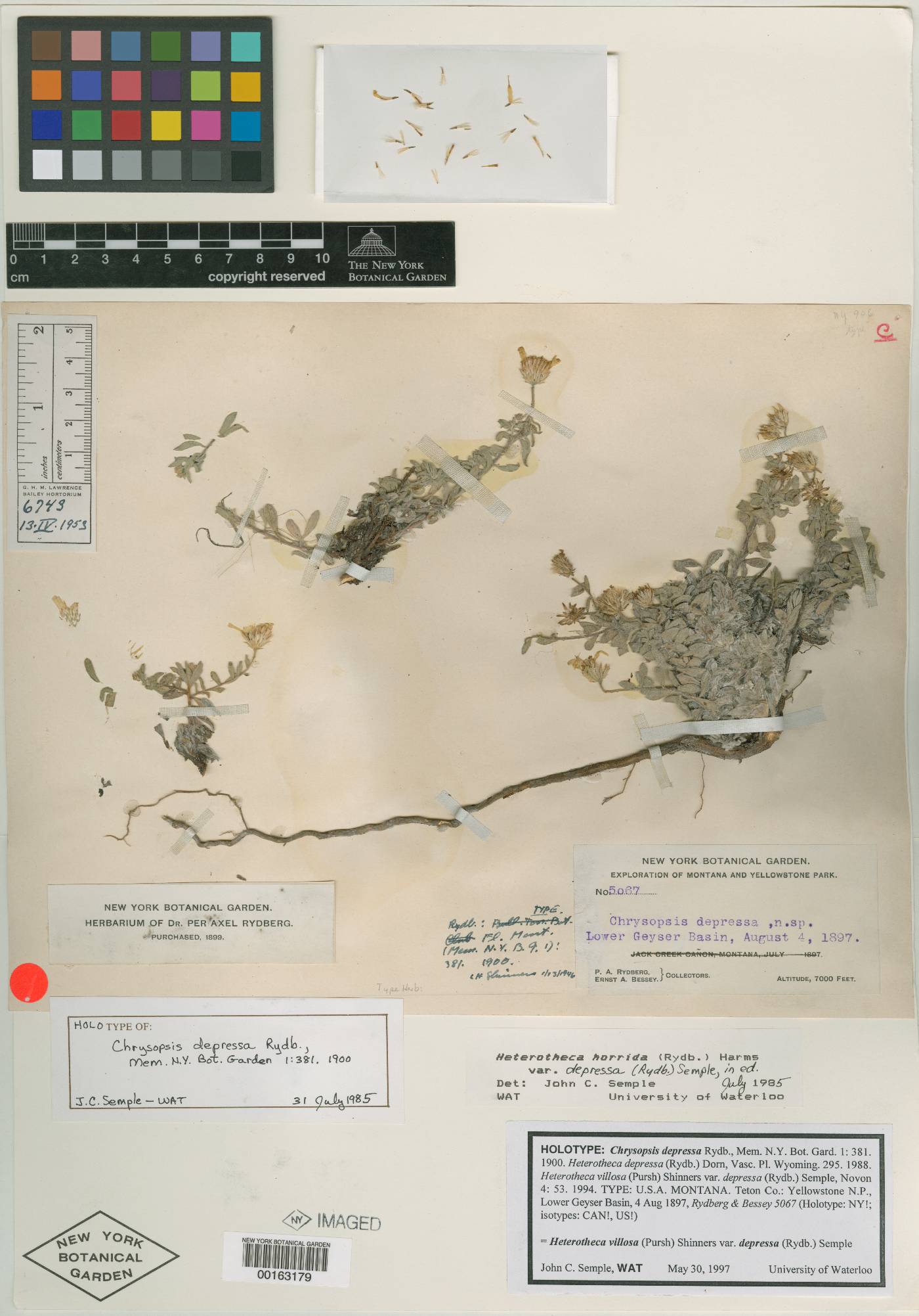 Chrysopsis depressa image