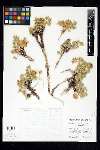 Trifolium andersonii image