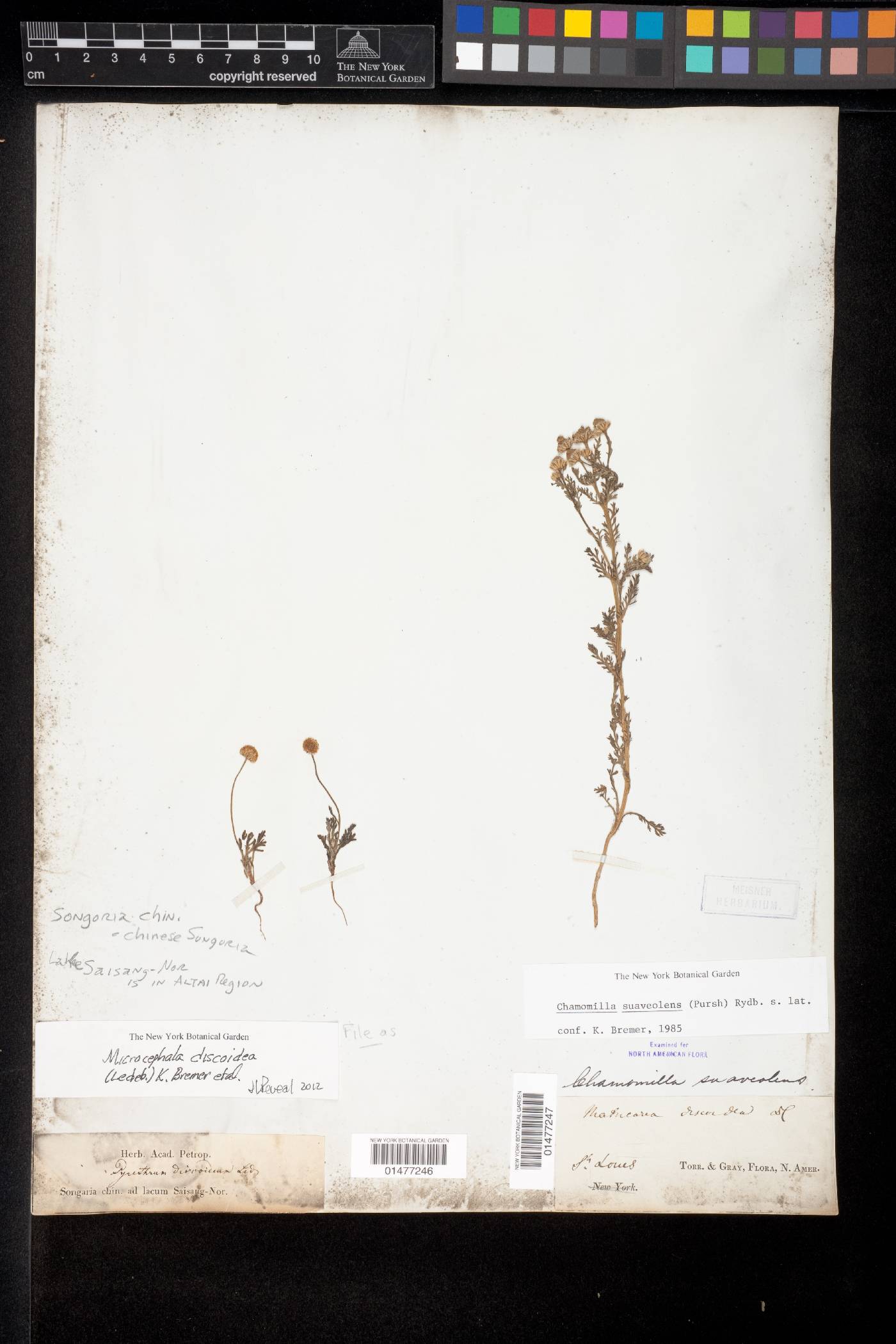 Cancrinia discoidea image