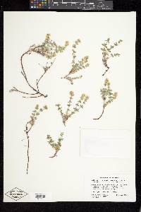 Galium hypotrichium subsp. subalpinum image
