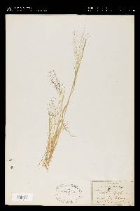 Muhlenbergia asperifolia image