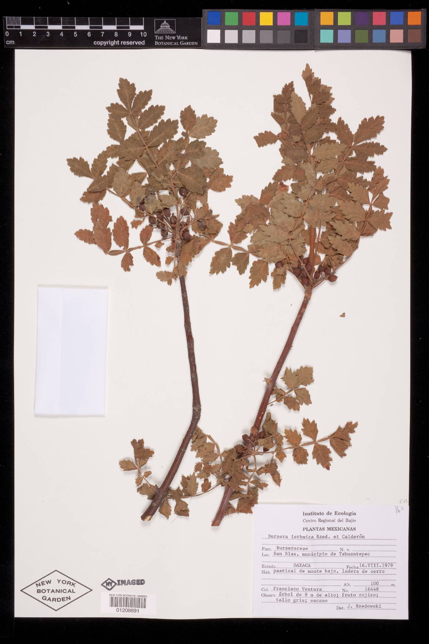 Bursera isthmica image