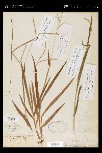 Paspalum setaceum var. ciliatifolium image