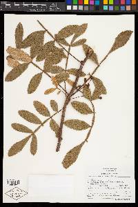 Bursera cuneata image