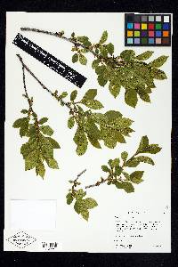 Rhamnus alnifolia image