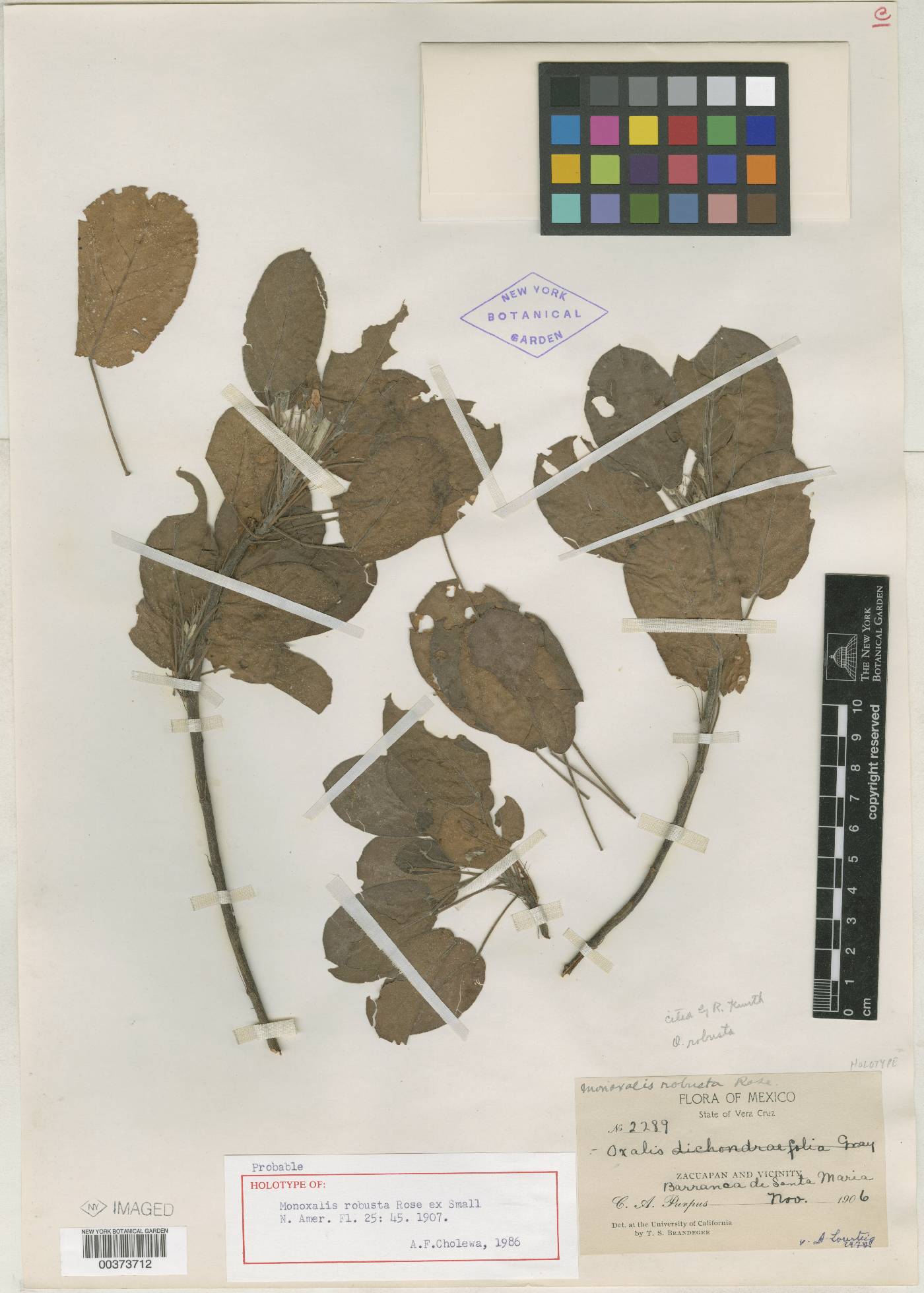 Oxalis frutescens subsp. frutescens image