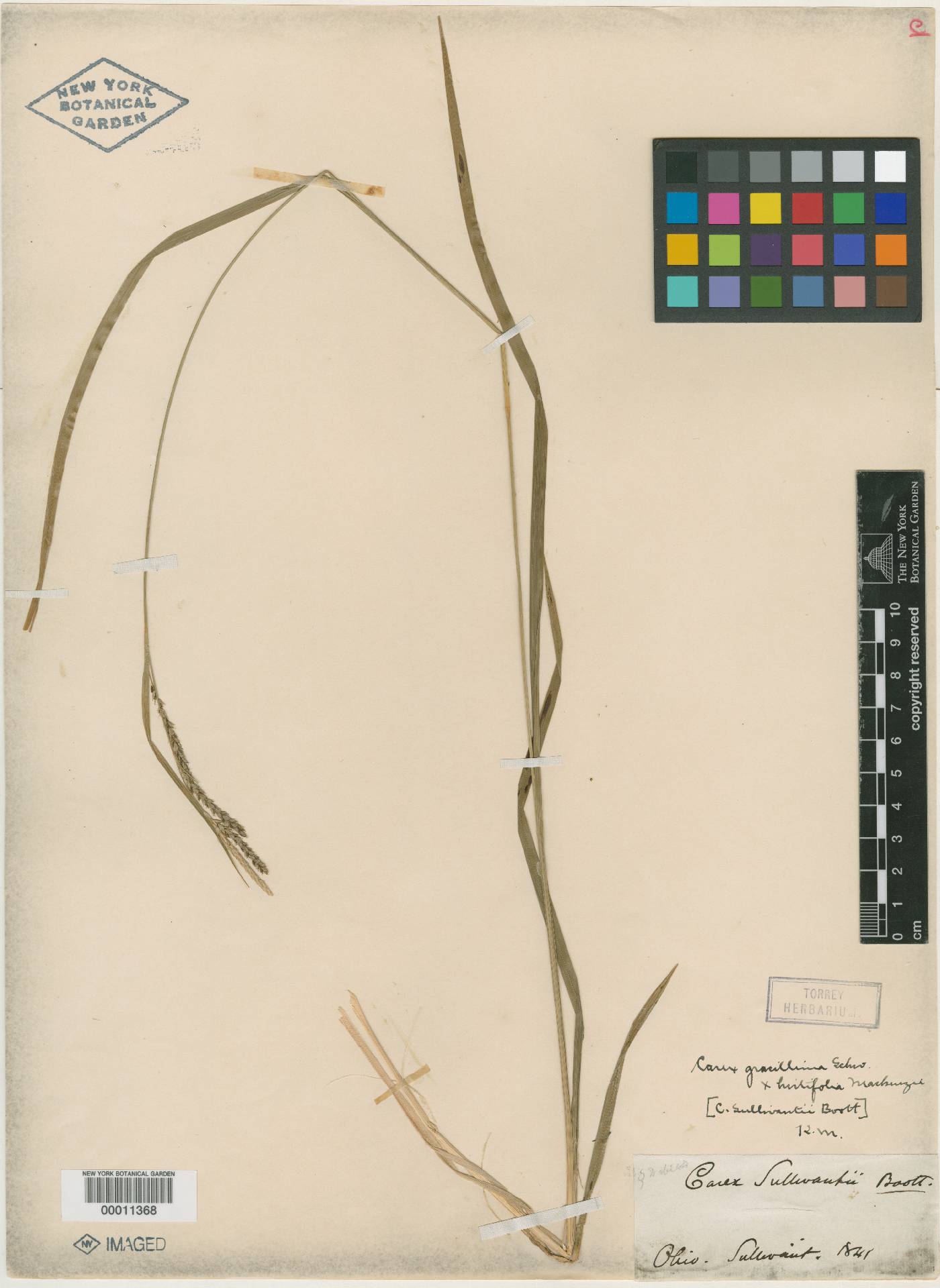 Carex sullivantii image