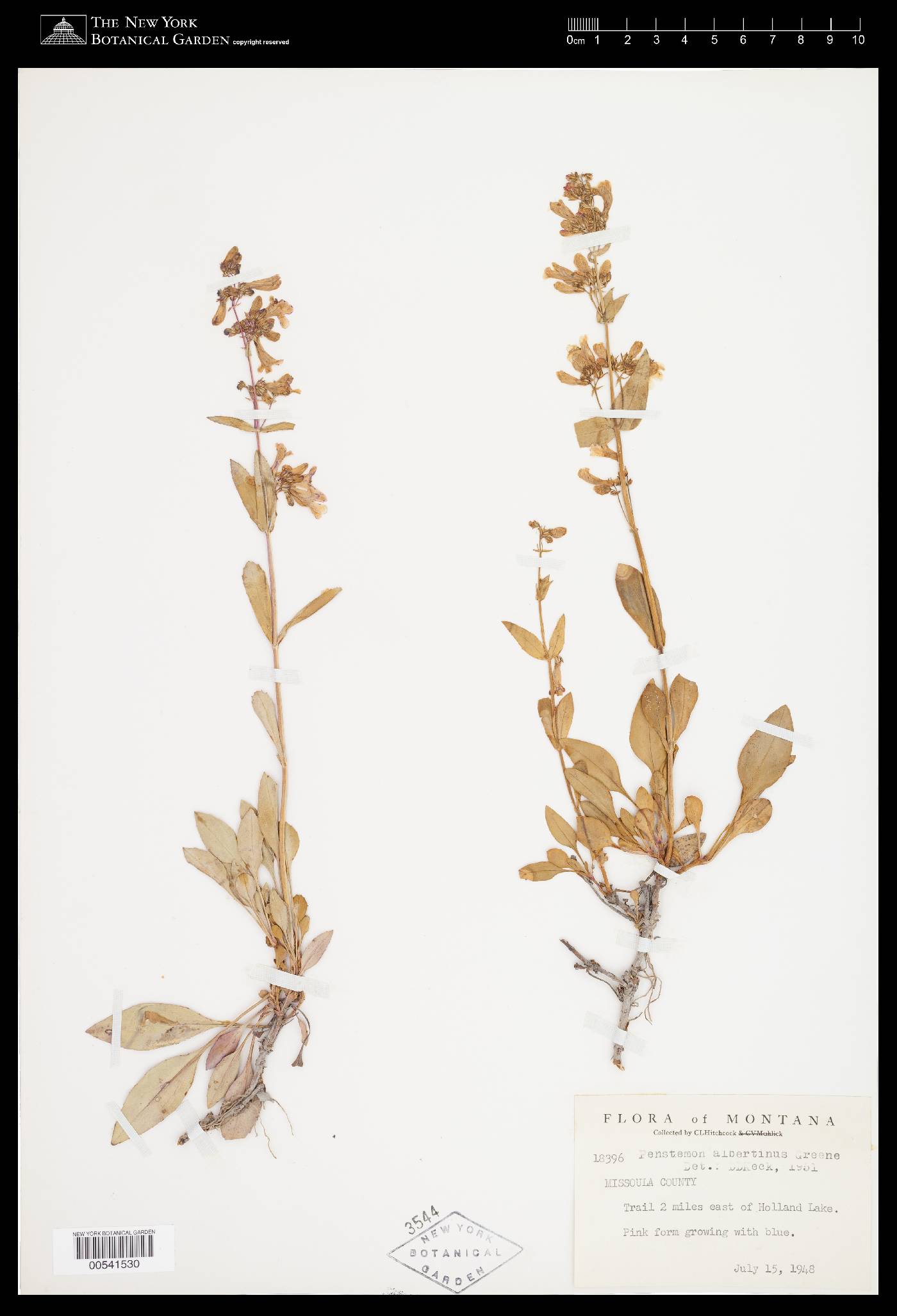 Penstemon albertinus image