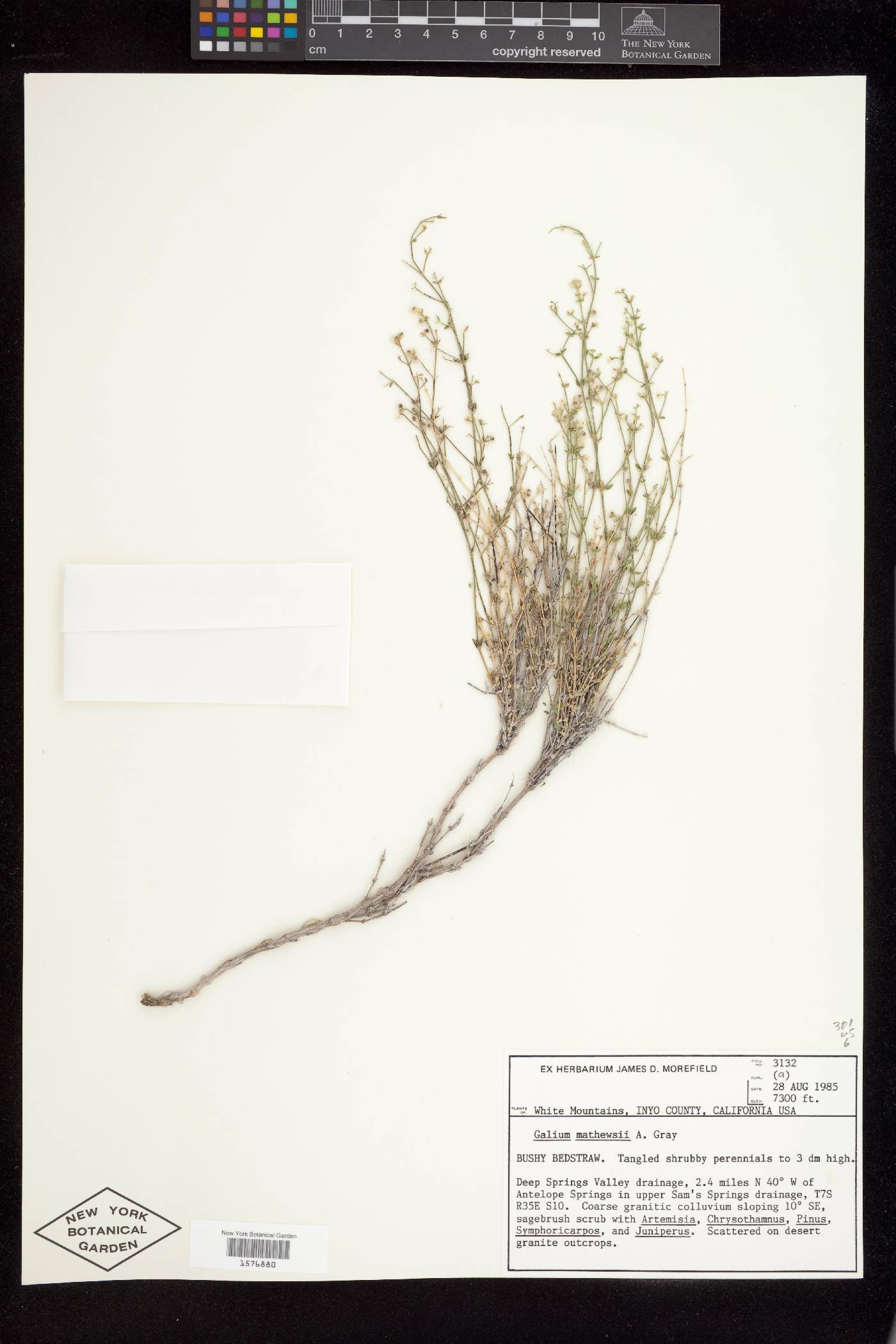 Galium matthewsii image