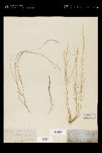 Muhlenbergia tenuifolia image