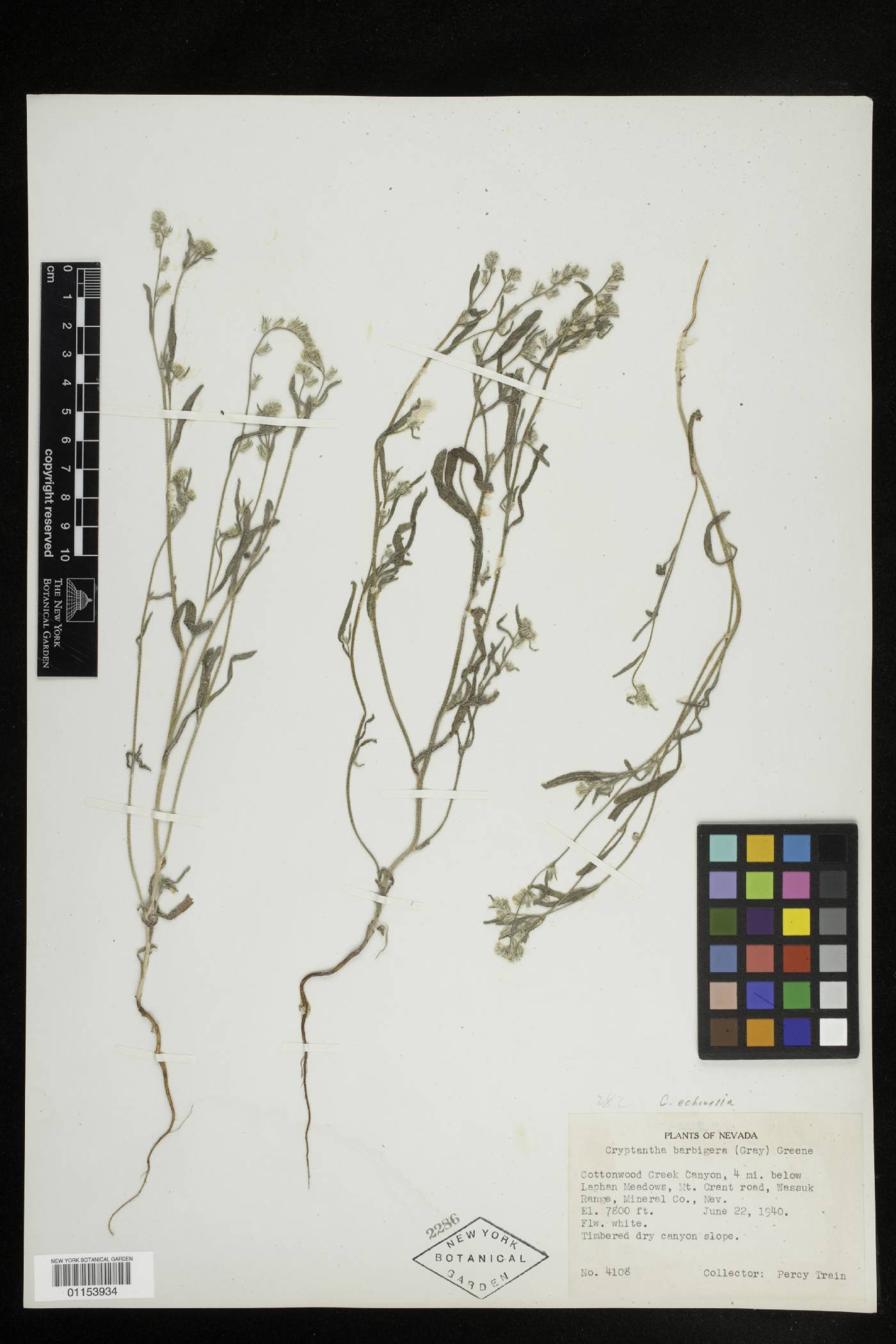 Cryptantha echinella image