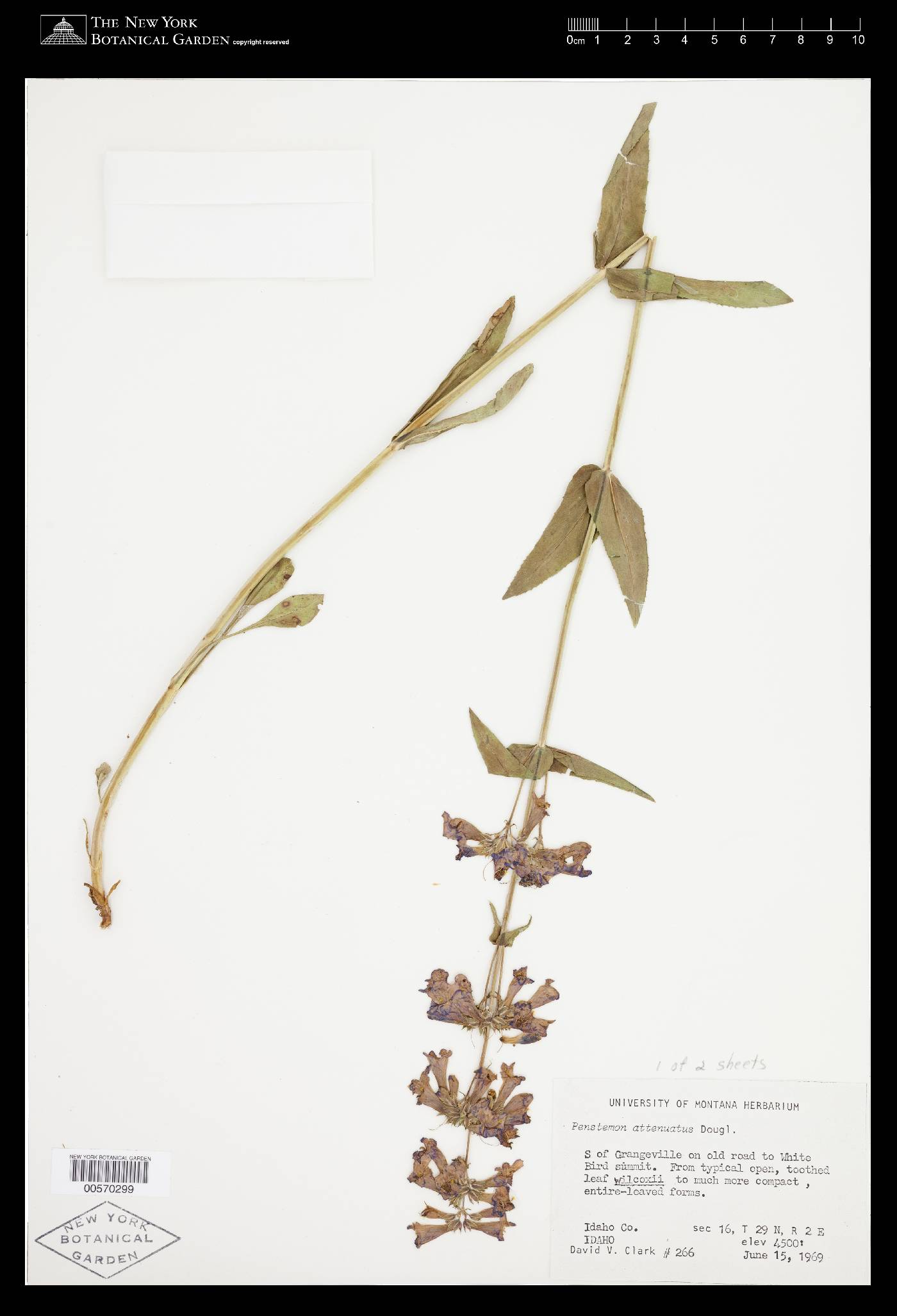 Penstemon attenuatus image