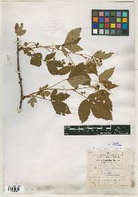 Rubus tardatus image