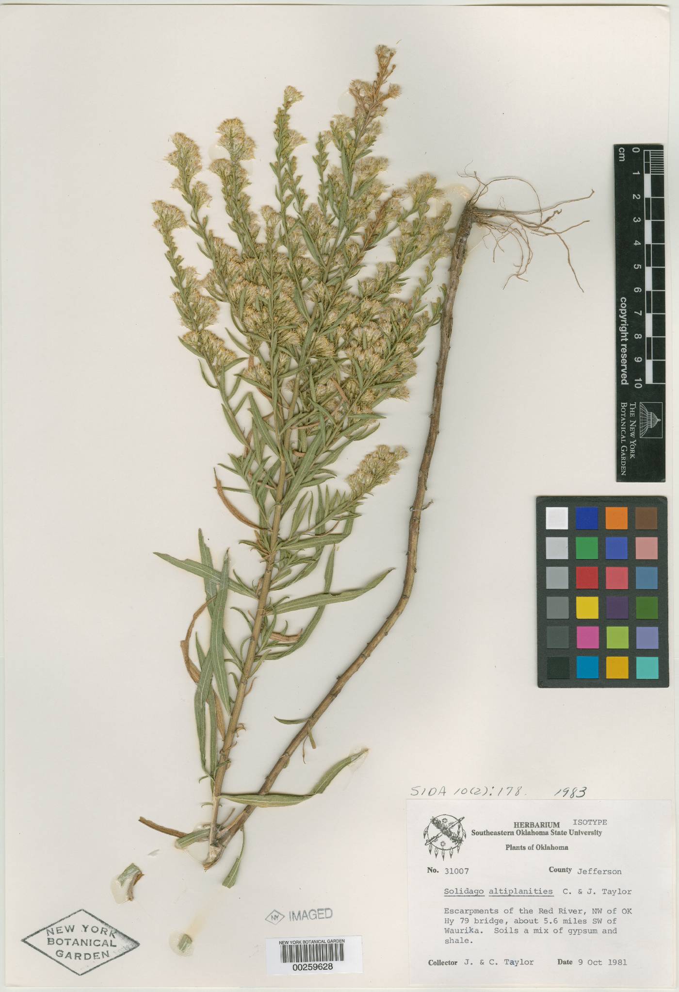 Solidago altiplanities image